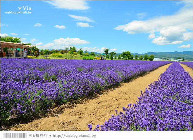 北海道旅遊》富良野／富田農場隱藏版薰衣草花田～富田農場東園。超美薰衣草田