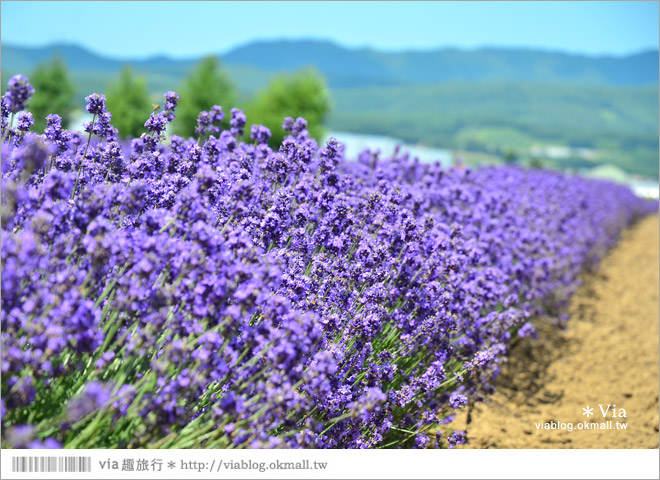 北海道旅遊》富良野／富田農場隱藏版薰衣草花田～富田農場東園。超美薰衣草田