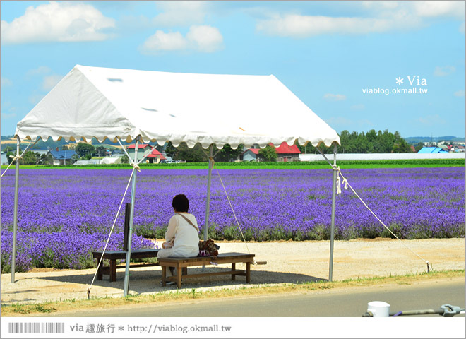 北海道旅遊》富良野／富田農場隱藏版薰衣草花田～富田農場東園。超美薰衣草田