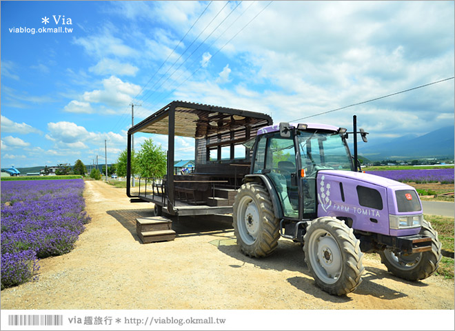 北海道旅遊》富良野／富田農場隱藏版薰衣草花田～富田農場東園。超美薰衣草田