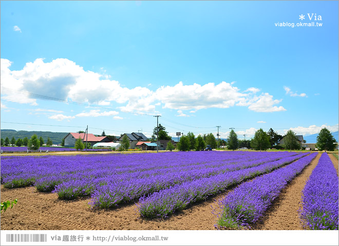 北海道旅遊》富良野／富田農場隱藏版薰衣草花田～富田農場東園。超美薰衣草田