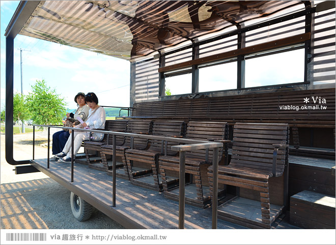 北海道旅遊》富良野／富田農場隱藏版薰衣草花田～富田農場東園。超美薰衣草田