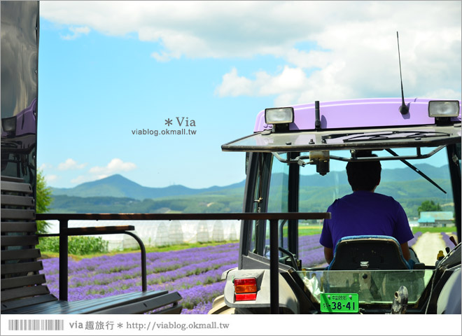 北海道旅遊》富良野／富田農場隱藏版薰衣草花田～富田農場東園。超美薰衣草田