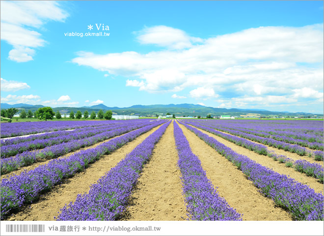 北海道旅遊》富良野／富田農場隱藏版薰衣草花田～富田農場東園。超美薰衣草田