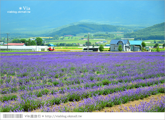 北海道旅遊》富良野／富田農場隱藏版薰衣草花田～富田農場東園。超美薰衣草田