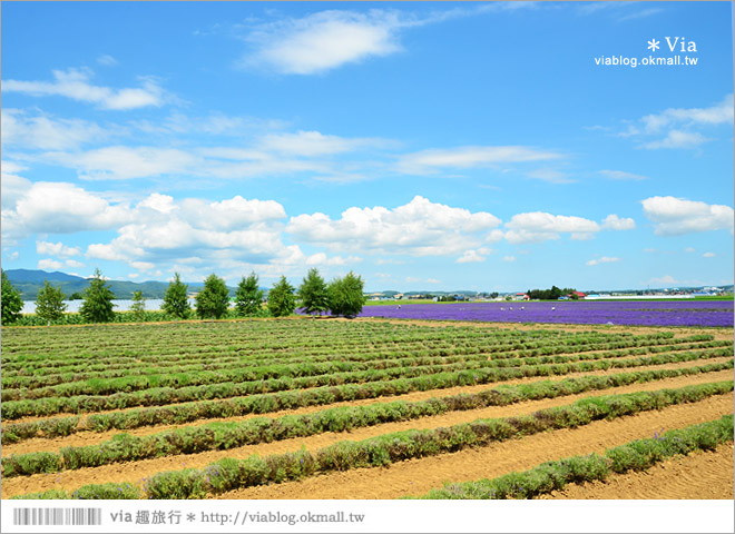 北海道旅遊》富良野／富田農場隱藏版薰衣草花田～富田農場東園。超美薰衣草田