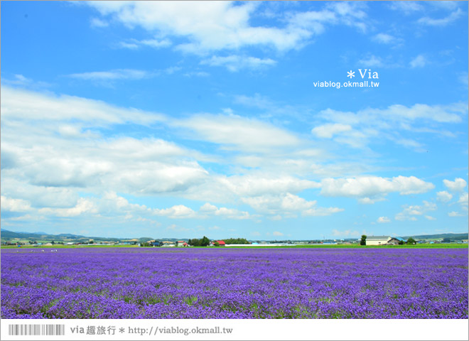 北海道旅遊》富良野／富田農場隱藏版薰衣草花田～富田農場東園。超美薰衣草田