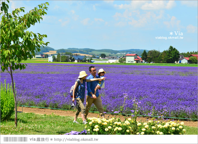 北海道旅遊》富良野／富田農場隱藏版薰衣草花田～富田農場東園。超美薰衣草田