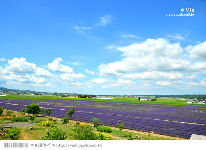 北海道旅遊》富良野／富田農場隱藏版薰衣草花田～富田農場東園。超美薰衣草田