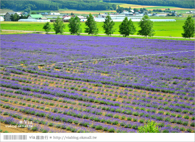 北海道旅遊》富良野／富田農場隱藏版薰衣草花田～富田農場東園。超美薰衣草田