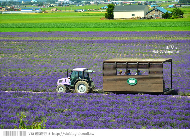 北海道旅遊》富良野／富田農場隱藏版薰衣草花田～富田農場東園。超美薰衣草田