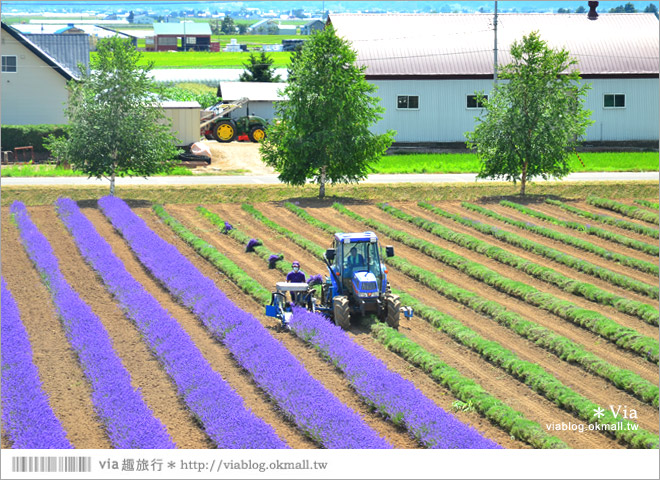 北海道旅遊》富良野／富田農場隱藏版薰衣草花田～富田農場東園。超美薰衣草田