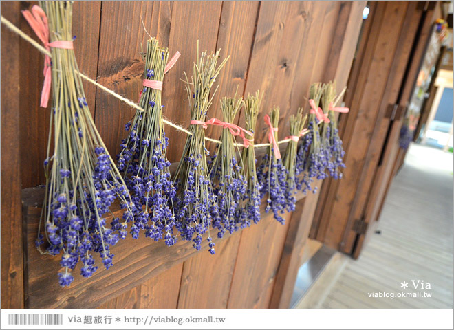 北海道旅遊》富良野／富田農場隱藏版薰衣草花田～富田農場東園。超美薰衣草田