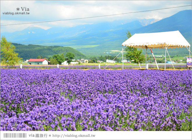 富良野》富田農場隱藏版薰衣草花田～富田農場東園。超美薰衣草田