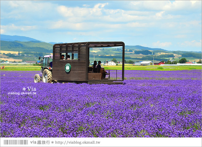 北海道旅遊》富良野／富田農場隱藏版薰衣草花田～富田農場東園。超美薰衣草田