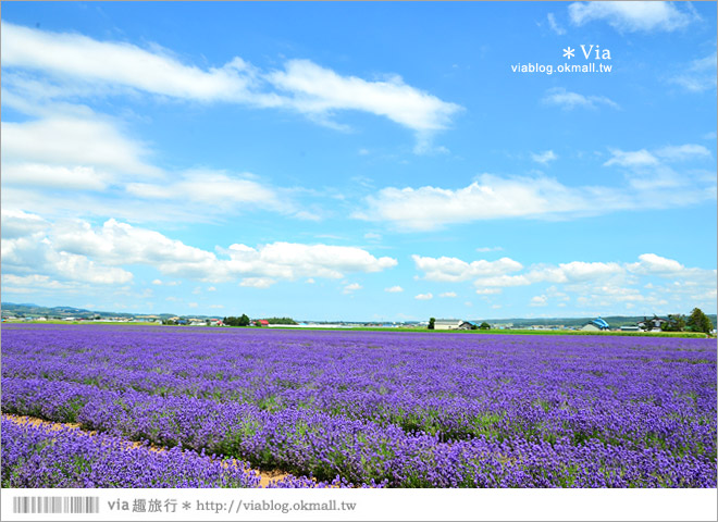 北海道旅遊》富良野／富田農場隱藏版薰衣草花田～富田農場東園。超美薰衣草田