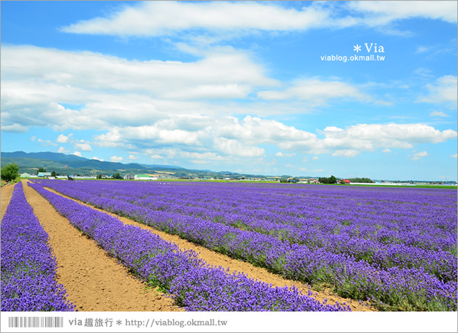 北海道旅遊》富良野／富田農場隱藏版薰衣草花田～富田農場東園。超美薰衣草田