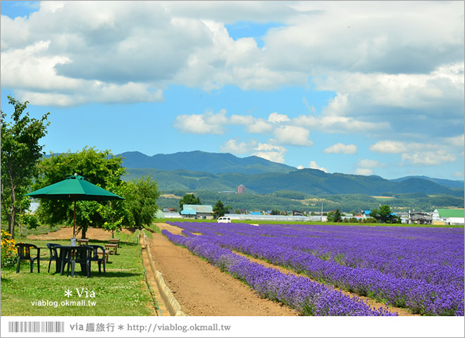 北海道旅遊》富良野／富田農場隱藏版薰衣草花田～富田農場東園。超美薰衣草田