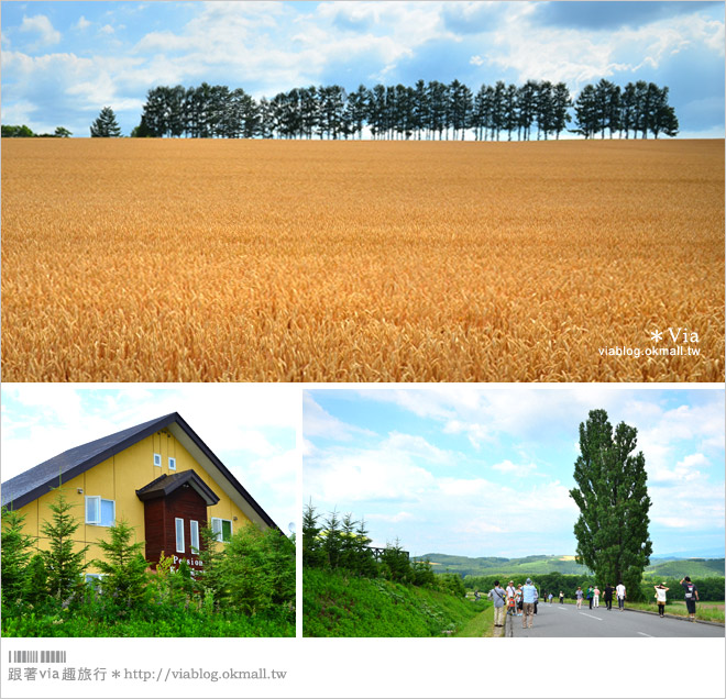 北海道自由行》北海道行程推薦／北海道自駕自助旅行～夏季賞花六日遊《行程篇》