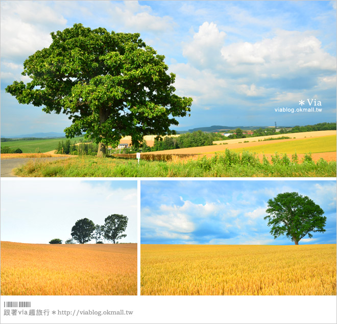 北海道自由行》北海道行程推薦／北海道自駕自助旅行～夏季賞花六日遊《行程篇》