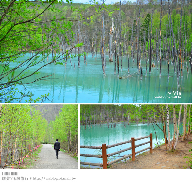 北海道自由行》北海道行程推薦／北海道自駕自助旅行～夏季賞花六日遊《行程篇》