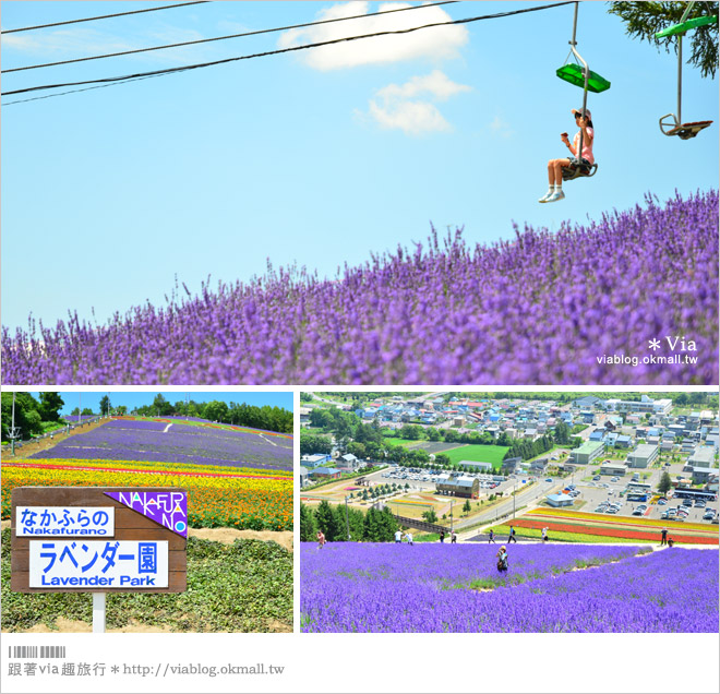 北海道自由行》北海道行程推薦／北海道自駕自助旅行～夏季賞花六日遊《行程篇》