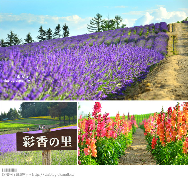 北海道自由行》北海道行程推薦／北海道自駕自助旅行～夏季賞花六日遊《行程篇》