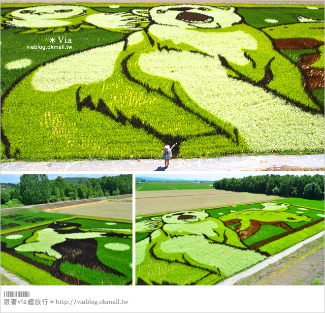 北海道自由行》北海道行程推薦／北海道自駕自助旅行～夏季賞花六日遊《行程篇》