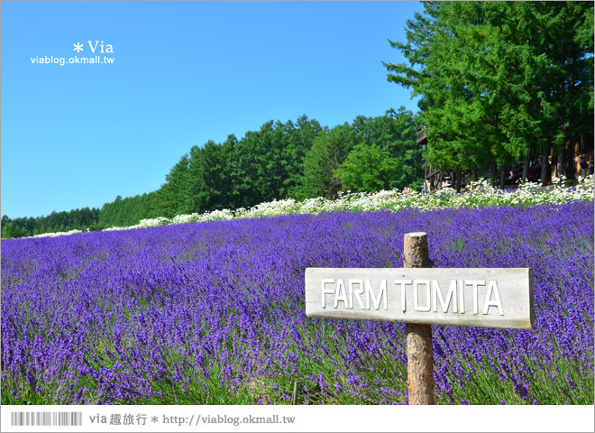 富田農場》北海道推薦景點。富田農場花季～超美的彩虹花田＋薰衣草田（上集）