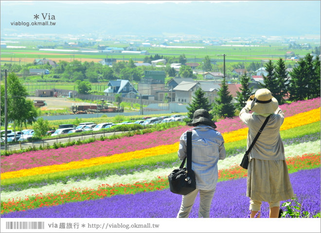 富田農場》北海道推薦景點。富田農場花季～超美的彩虹花田＋薰衣草田（上集）