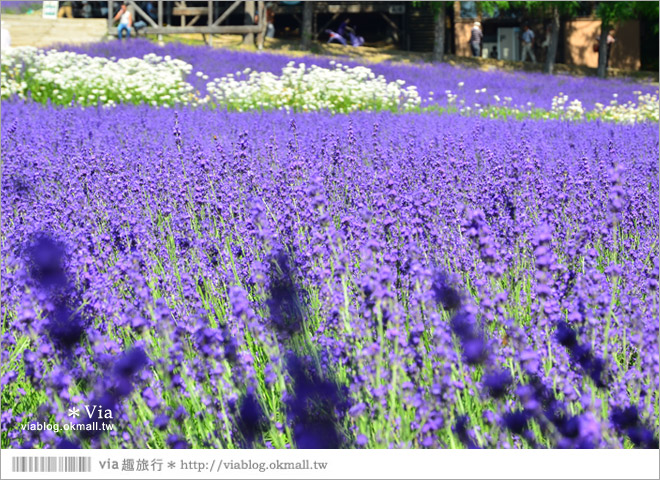 富田農場》北海道推薦景點。富田農場花季～超美的彩虹花田＋薰衣草田（上集）