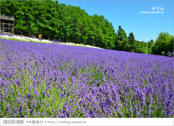 富田農場》北海道推薦景點。富田農場花季～超美的彩虹花田＋薰衣草田（上集）