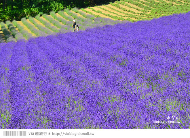 富田農場》北海道推薦景點。富田農場花季～超美的彩虹花田＋薰衣草田（上集）