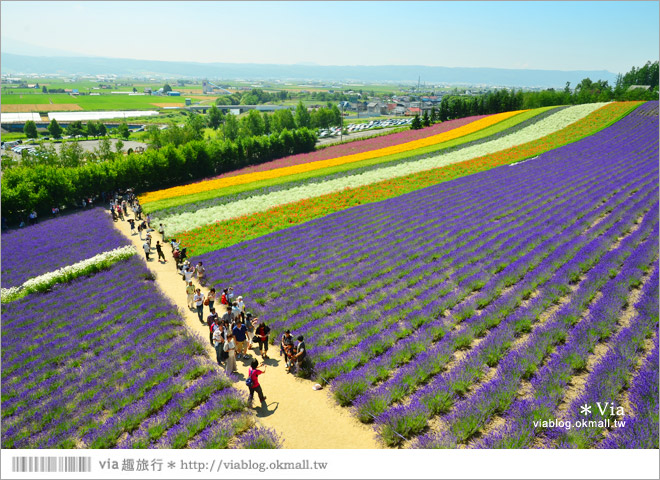 富田農場》北海道推薦景點。富田農場花季～超美的彩虹花田＋薰衣草田（上集）