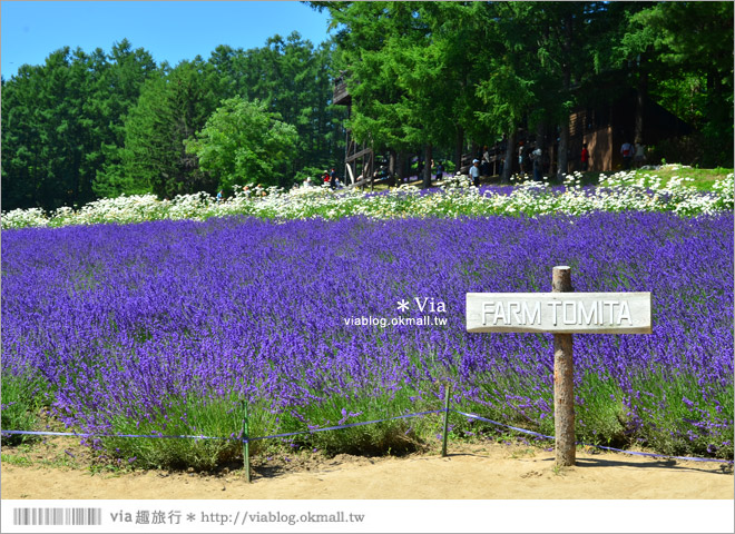 富田農場》北海道推薦景點。富田農場花季～超美的彩虹花田＋薰衣草田（上集）