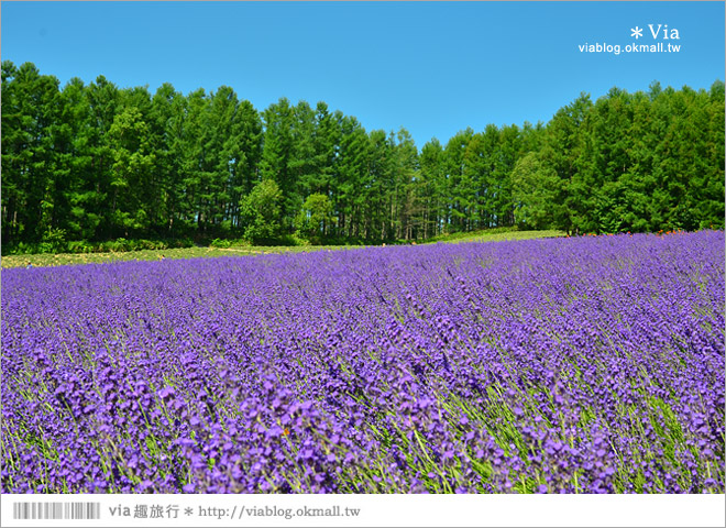 富田農場》北海道推薦景點。富田農場花季～超美的彩虹花田＋薰衣草田（上集）