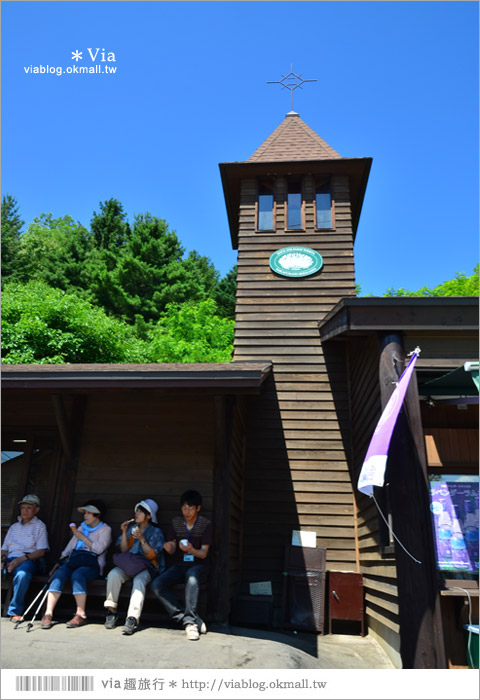 富田農場》北海道推薦景點。富田農場花季～超美的彩虹花田＋薰衣草田（上集）