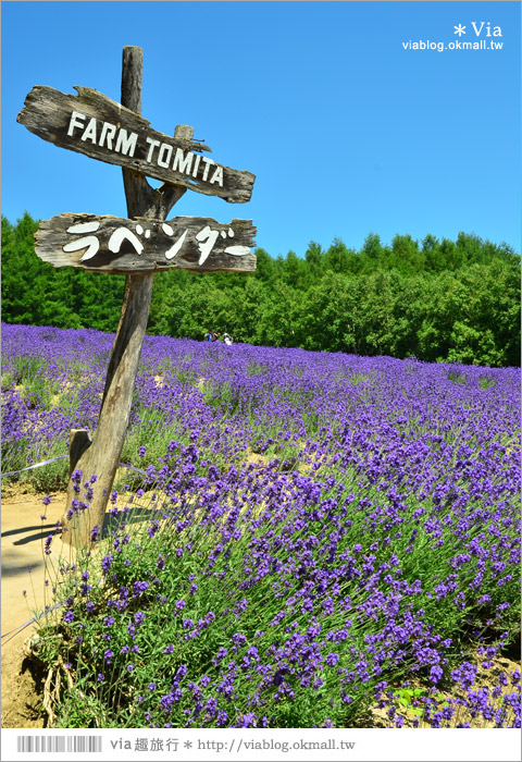 富田農場》北海道推薦景點。富田農場花季～超美的彩虹花田＋薰衣草田（上集）