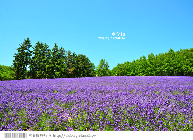 富田農場》北海道推薦景點。富田農場花季～超美的彩虹花田＋薰衣草田（上集）