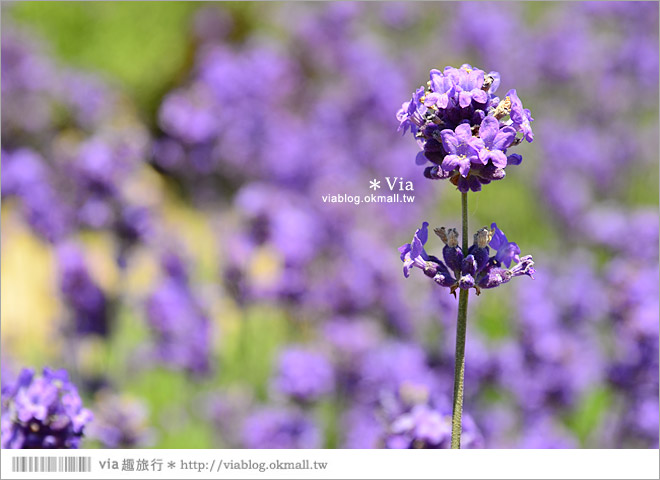 富田農場》北海道推薦景點。富田農場花季～超美的彩虹花田＋薰衣草田（上集）