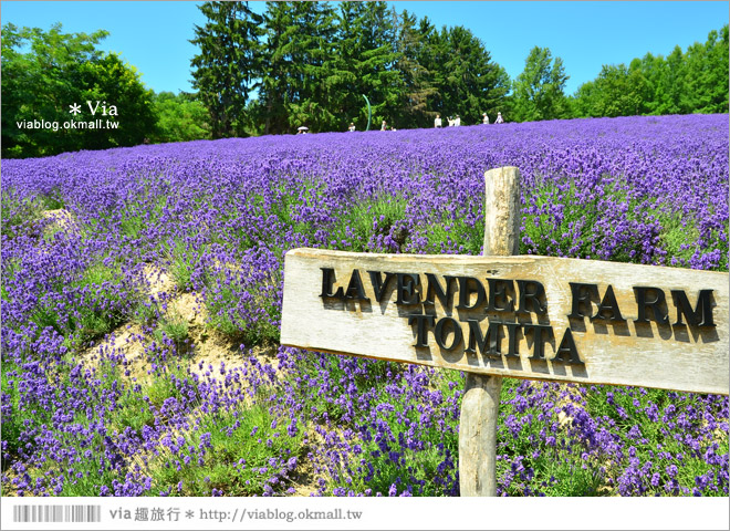 富田農場》北海道推薦景點。富田農場花季～超美的彩虹花田＋薰衣草田（上集）