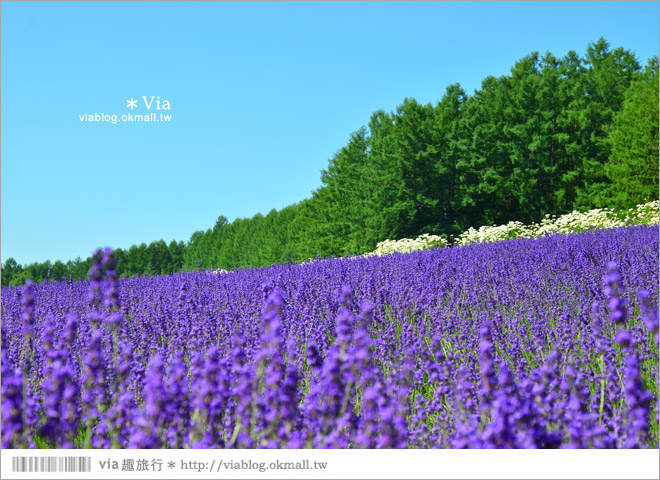 富田農場》北海道推薦景點。富田農場花季～超美的彩虹花田＋薰衣草田（上集）