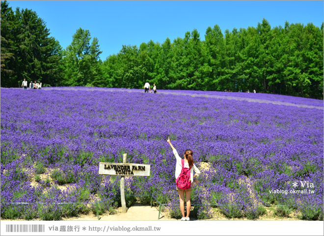 富田農場》北海道推薦景點。富田農場花季～超美的彩虹花田＋薰衣草田（上集）