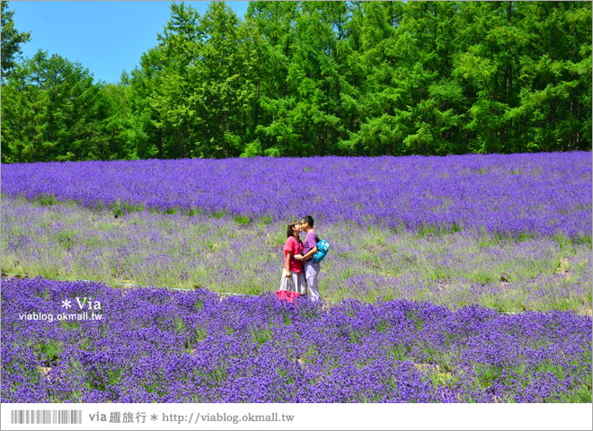 富田農場》北海道推薦景點。富田農場花季～超美的彩虹花田＋薰衣草田（上集）