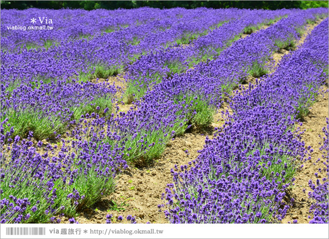 富田農場》北海道推薦景點。富田農場花季～超美的彩虹花田＋薰衣草田（上集）