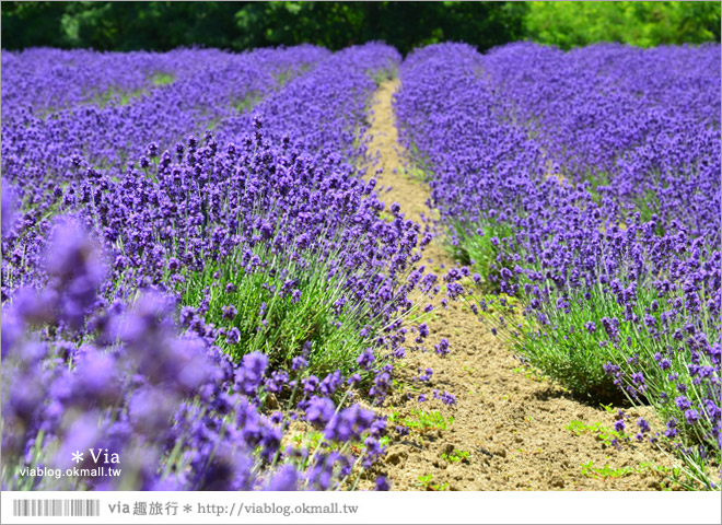 富田農場》北海道推薦景點。富田農場花季～超美的彩虹花田＋薰衣草田（上集）