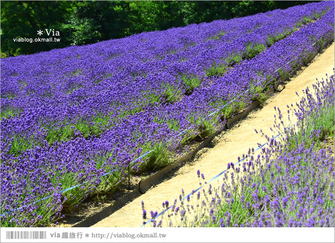 富田農場》北海道推薦景點。富田農場花季～超美的彩虹花田＋薰衣草田（上集）