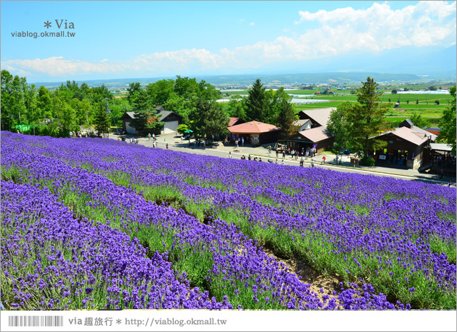 富田農場》北海道推薦景點。富田農場花季～超美的彩虹花田＋薰衣草田（上集）