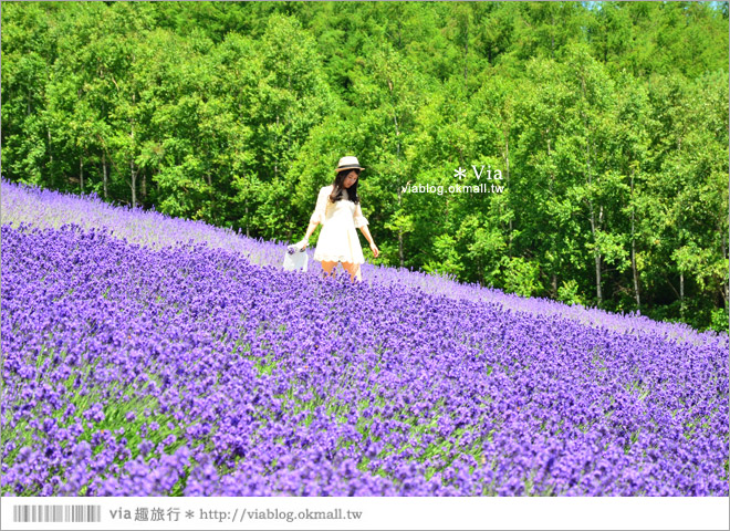 富田農場》北海道推薦景點。富田農場花季～超美的彩虹花田＋薰衣草田（上集）