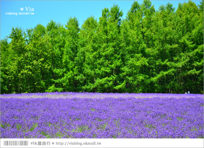 富田農場》北海道推薦景點。富田農場花季～超美的彩虹花田＋薰衣草田（上集）